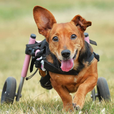 Les fauteuils roulants pour chiens