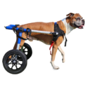 Fauteuil roulant pour chiens